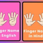 Fingers Name in English and Hindi with Images